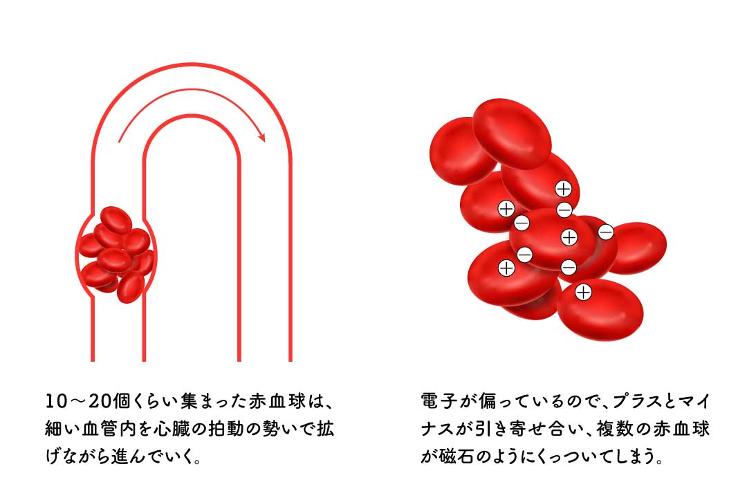 血管内の赤血球