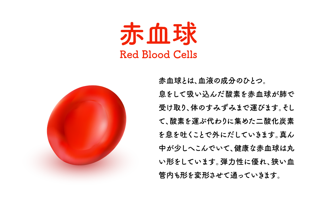 赤血球とは