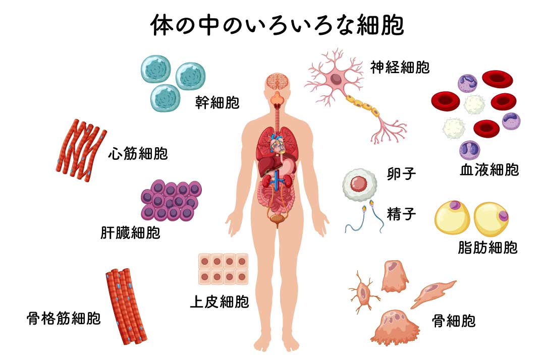 体の中のいろいろな細胞