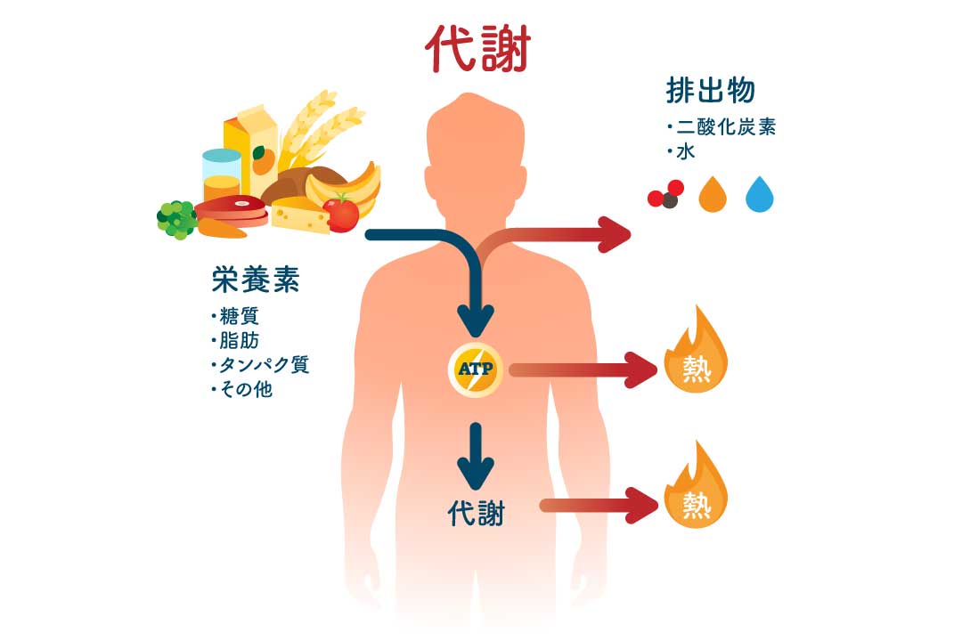 生命エネルギーであるATP