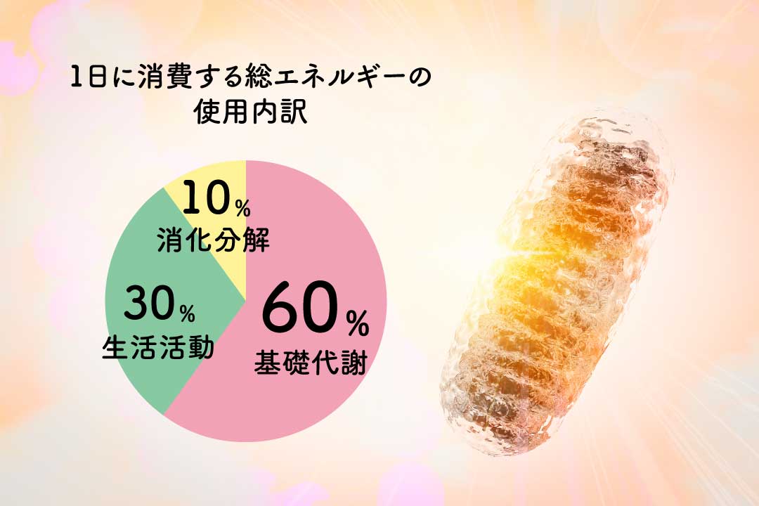 1日に消費する総エネルギーの使用内訳