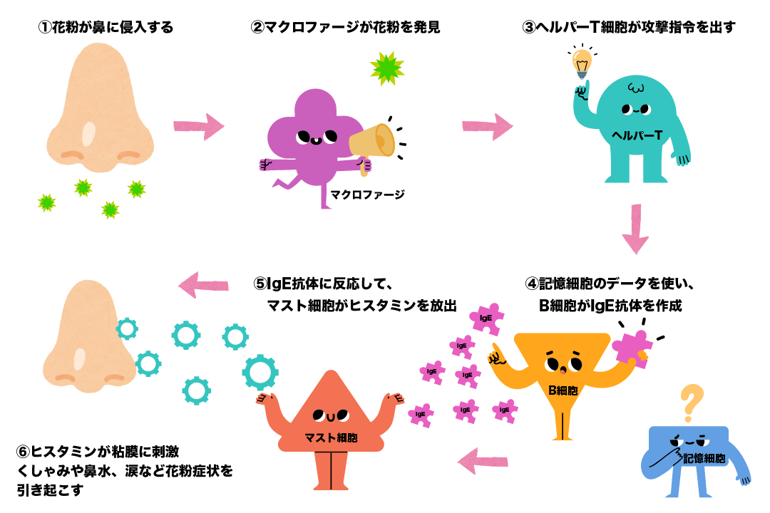 花粉症症状がでる仕組み